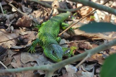 Lézard à deux raies
