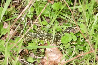 Lézard à deux raies
