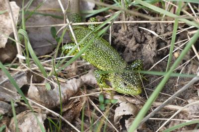 Lézard à deux raies