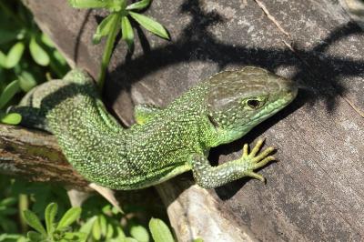 Lézard à deux raies