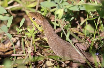 Lézard à deux raies