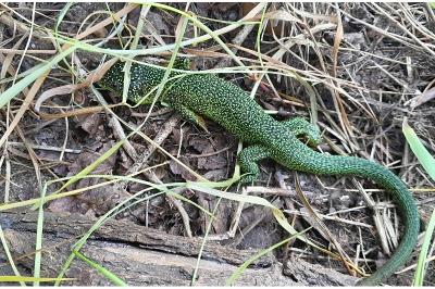 Lézard à deux raies