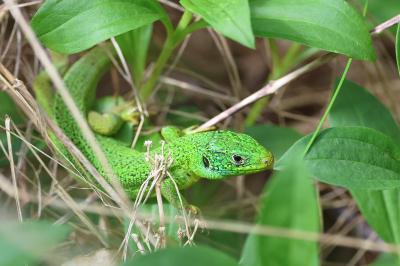 Lézard à deux raies