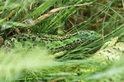 Lézard à deux raies