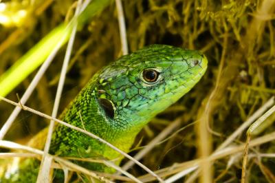 Lézard à deux raies