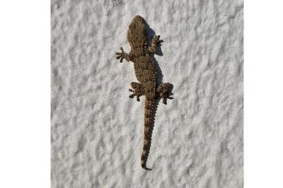 Tarente de Maurétanie 
