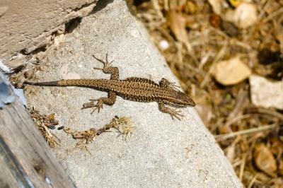 Lézard des murailles 