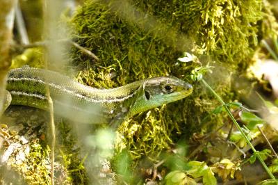 Lézard à deux raies