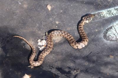 Couleuvre vipérine 