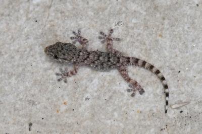 Tarente de Maurétanie 