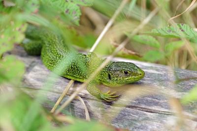 Lézard à deux raies