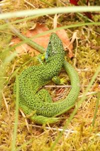 Lézard à deux raies