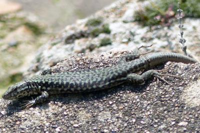 Lézard des murailles 