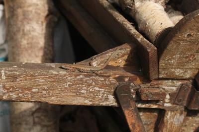 Lézard des murailles 