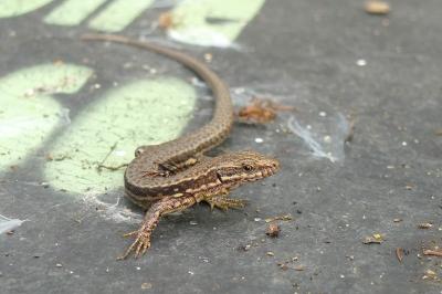 Lézard des murailles 