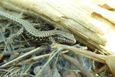 Lézard des murailles 
