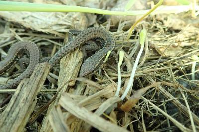 Lézard des murailles 