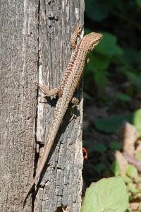 Lézard des murailles 
