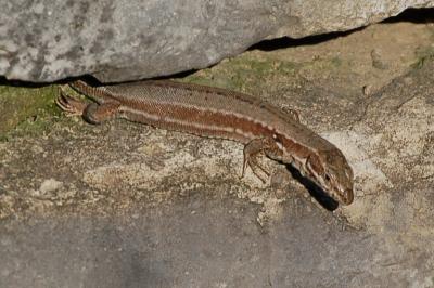 Lézard des murailles 