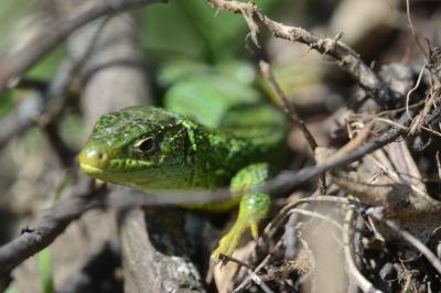 Lézard à deux raies