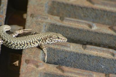 Lézard des murailles 