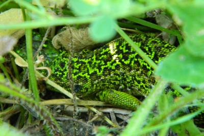 Lézard à deux raies