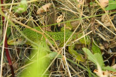 Lézard à deux raies