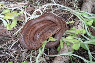 Colubridae