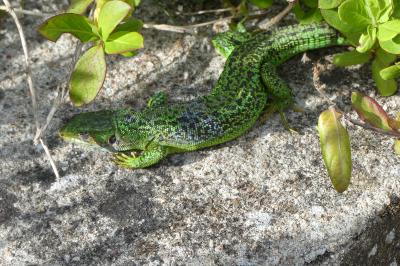 Lézard à deux raies