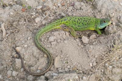Lacertidae