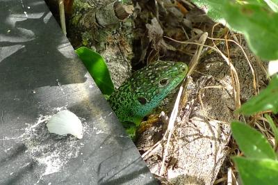 Lacerta bilineata