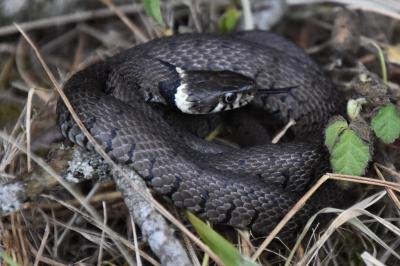 Natricidae