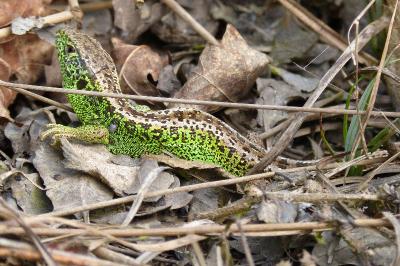 Lézard des souches 