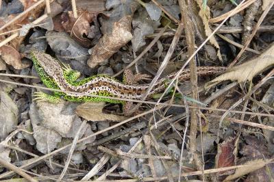 Lacerta agilis
