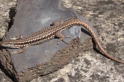 Podarcis muralis