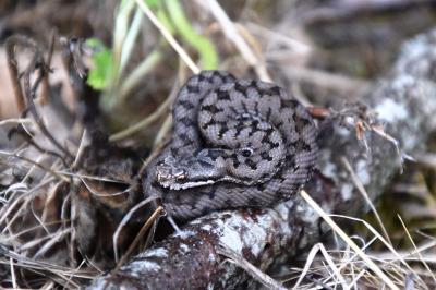 Viperidae