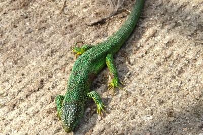 Lacerta bilineata