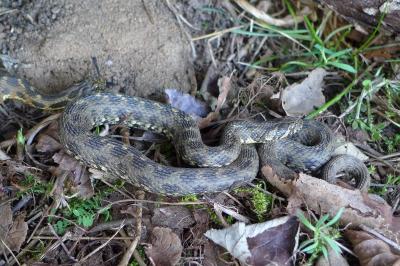 Couleuvre vipérine 