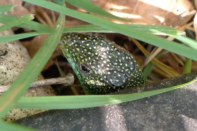Lézard à deux raies