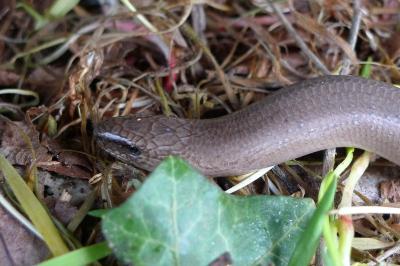 Anguis fragilis