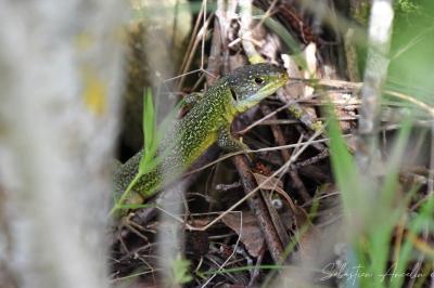 Lézard à deux raies