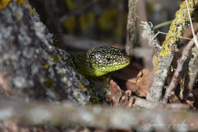 Lézard à deux raies