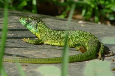 Lézard à deux raies