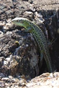 Lézard à deux raies