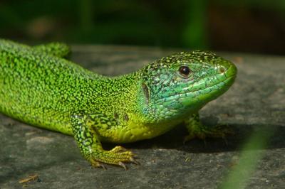 Reptiles