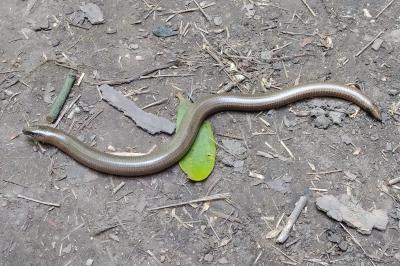 Anguis fragilis