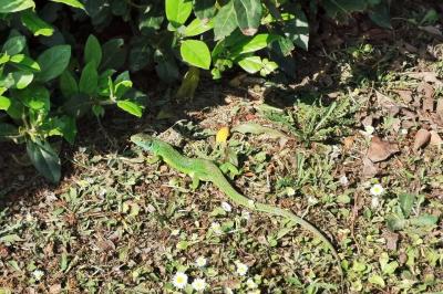 Lézard à deux raies