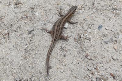 Lézard des souches 