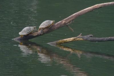 Trachemys scripta