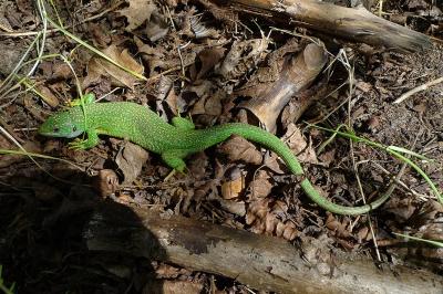 Lézard à deux raies